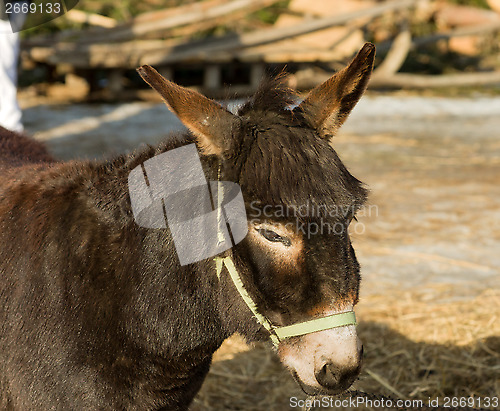 Image of Donkey.