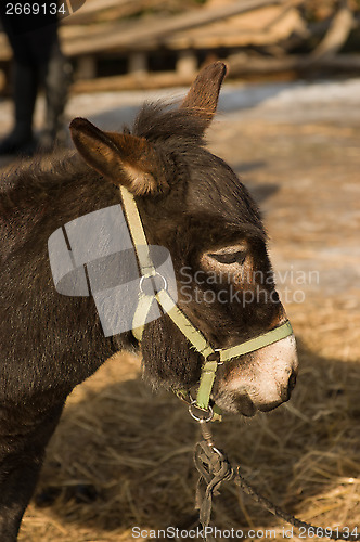 Image of Donkey.