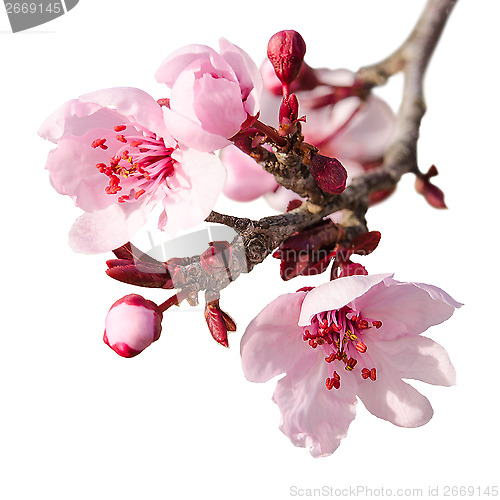 Image of Branch of spring plum blossom with pink flowers and buds