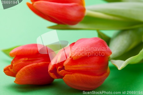 Image of Beautiful fresh red tulips for a loved one