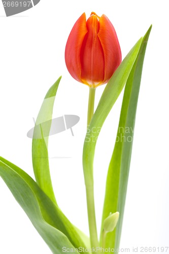 Image of Beautiful fresh red tulips for a loved one