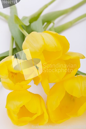 Image of Bunch of cheerful yellow tulips