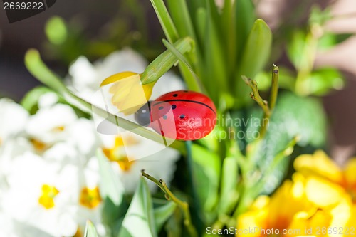 Image of Background of colourful vivid summer flowers