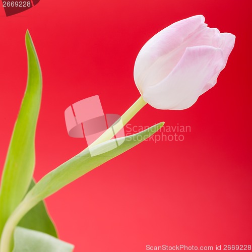 Image of Spring background of dainty pink tulips