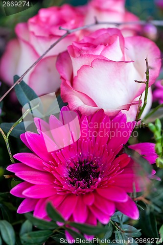 Image of Background of colourful vivid summer flowers