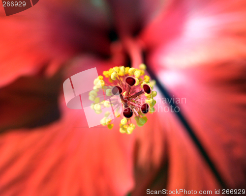 Image of Hibiscus Pistic