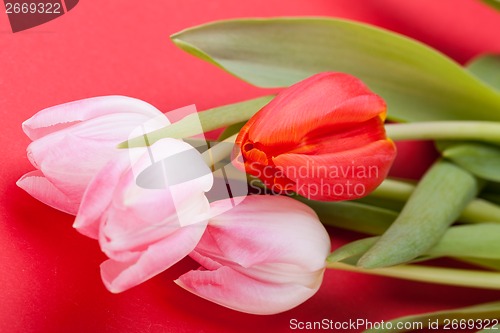 Image of Spring background of dainty pink tulips