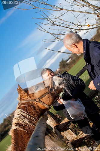 Image of Elderly couple petting a horse in a paddock