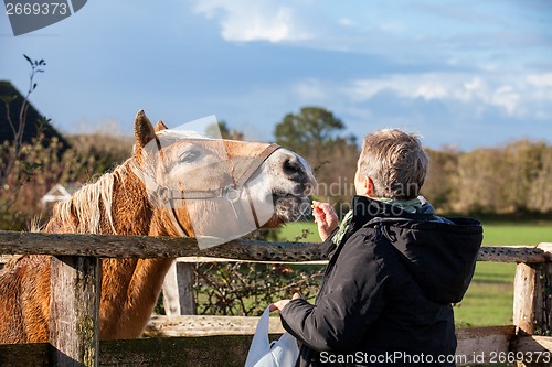 Image of Elderly couple petting a horse in a paddock