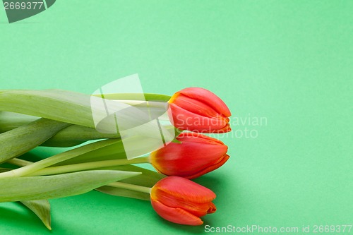 Image of Beautiful fresh red tulips for a loved one