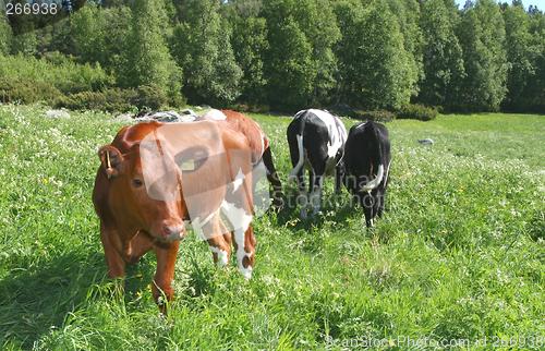 Image of Grazing calves