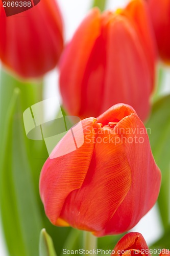 Image of Beautiful fresh red tulips for a loved one