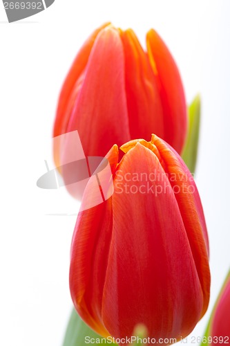 Image of Beautiful fresh red tulips for a loved one