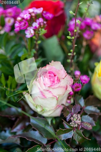 Image of Background of colourful vivid summer flowers