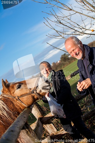 Image of Elderly couple petting a horse in a paddock