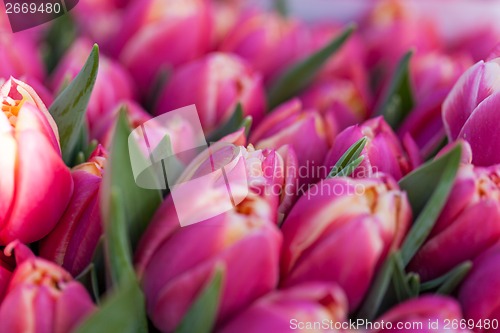 Image of Background of colourful vivid summer flowers