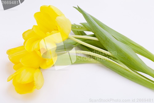 Image of Bunch of cheerful yellow tulips