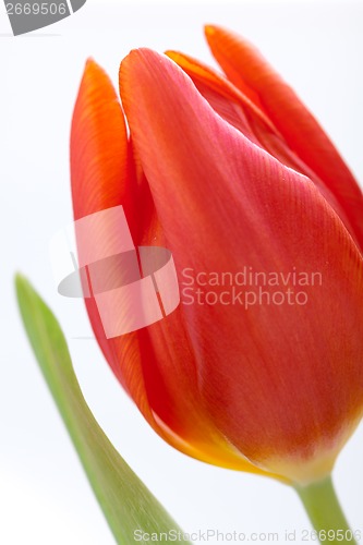 Image of Beautiful fresh red tulips for a loved one