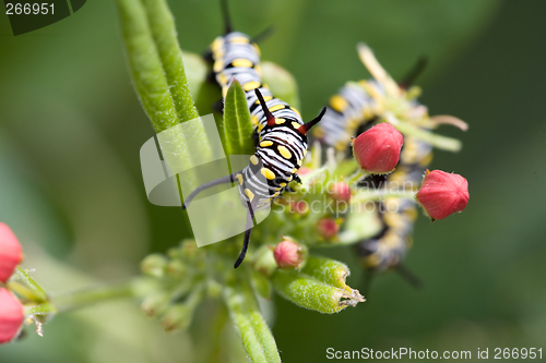 Image of caterpillar