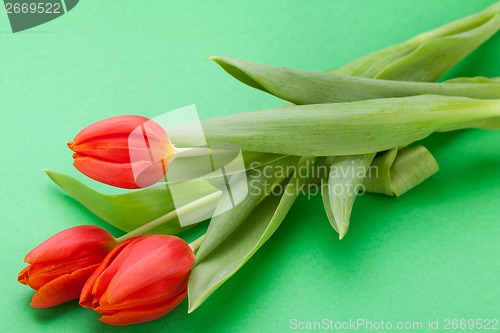 Image of Beautiful fresh red tulips for a loved one