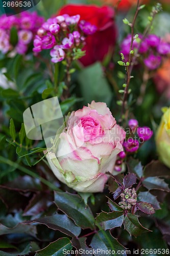 Image of Background of colourful vivid summer flowers