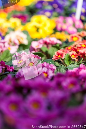 Image of Background of colourful vivid summer flowers