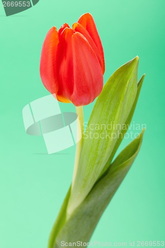 Image of Beautiful fresh red tulips for a loved one