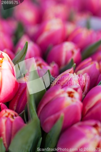 Image of Background of colourful vivid summer flowers