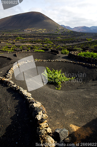 Image of cultivation la geria vine  crops  
