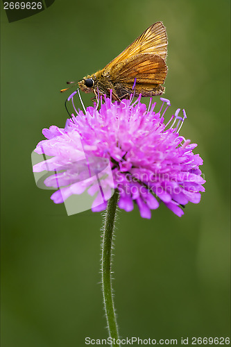 Image of  little orange butterfly resting 