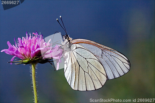 Image of  little white butterfly   in a pink flower and sky