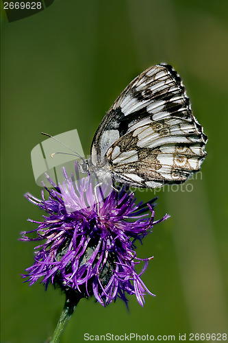 Image of  little white butterfly resting in a pink flower 