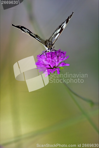 Image of   white butterfly resting in a pink flower facade