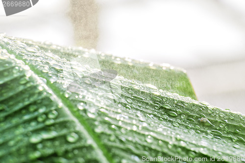 Image of Leave with rain drops