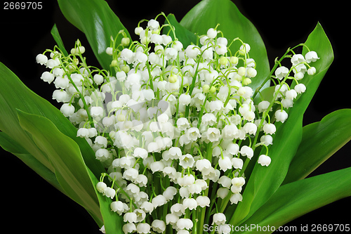 Image of Lily of the valley