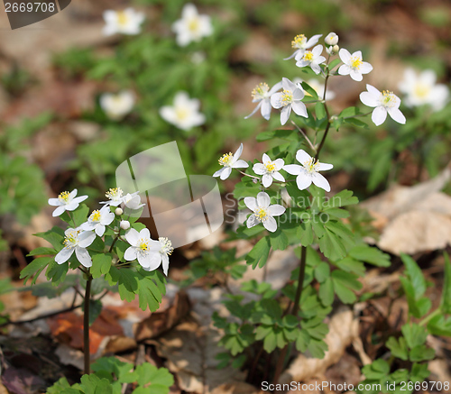 Image of Anemones