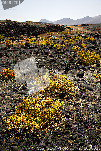 Image of plant flower  rock stone sky  hill and summer  lanzarote spain