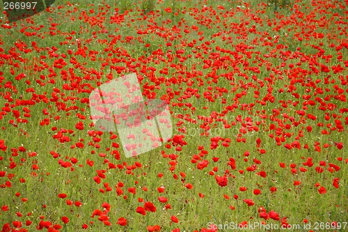 Image of Poppies