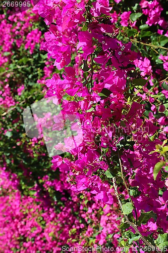 Image of Beautiful bougainvillea flowers