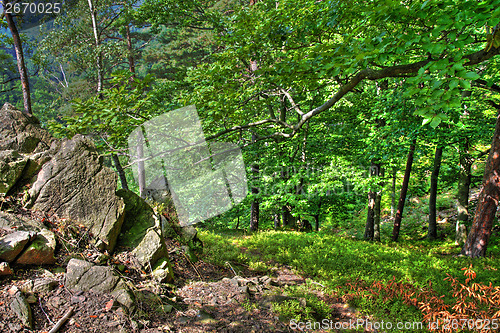 Image of czech forest 