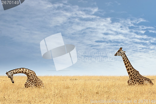 Image of Masai Giraffes