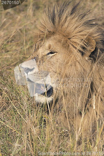 Image of African lion