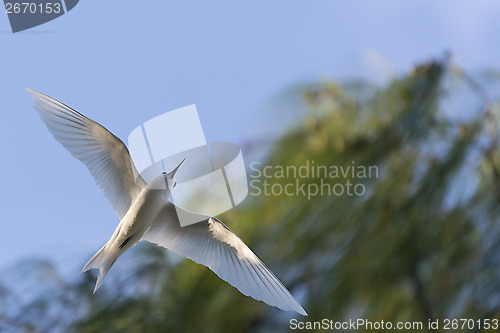 Image of White tern