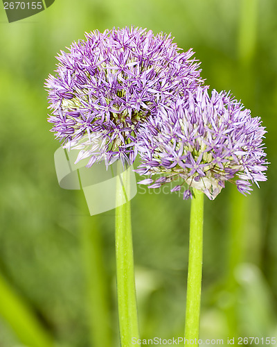 Image of Allium Globemaster