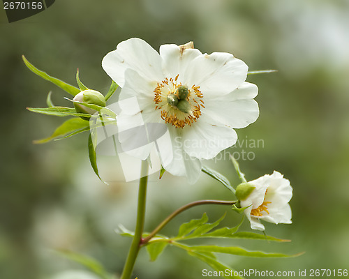 Image of Himalayan peony