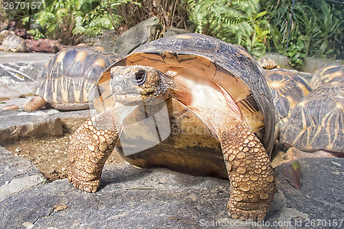 Image of Indian Star Tortoises - Geochelone elegans