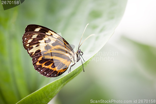 Image of butterfly