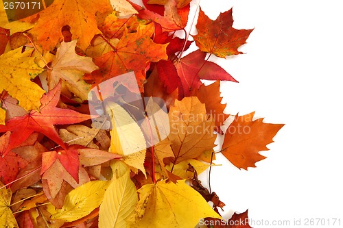 Image of autumnal leaves background