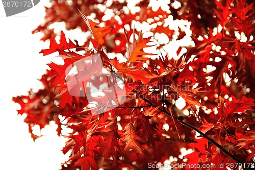 Image of autumnal leaves background