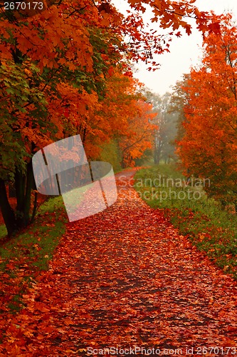 Image of red autumn in the park